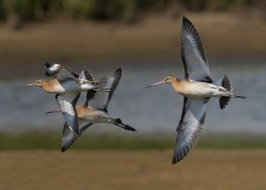 Black-tailed Godwit