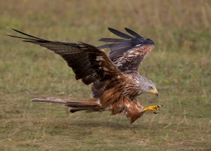 Red Kite