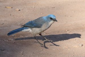 Mexican Jay, Texas