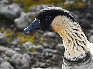 Nene Close-up