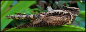 Great eared nightjar