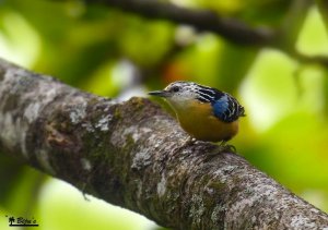 Beautiful nuthatch