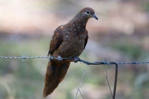 Brown Cuckoo-dove