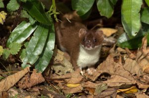 Stoat