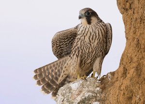 Peregrine Falcon