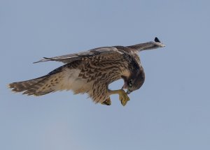 Peregrine Falcon