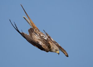 Red Kite