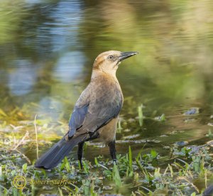 Boat-tailed grackle, female