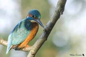 [BETWEEN SUN AND SHADOW - KINGFISHER]