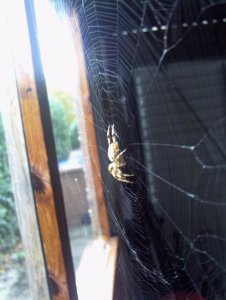 Garden Cross Spider in the garage.