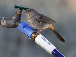 Canyon Towhee