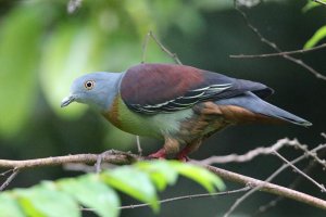 Little Green Pigeon