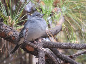 Tenerife Blue Chaffinch