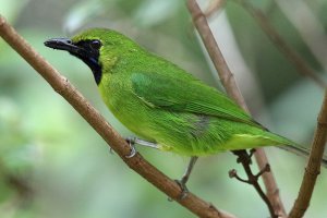 Greater Leaf Bird