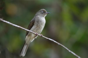 Cream Vented Bulbul