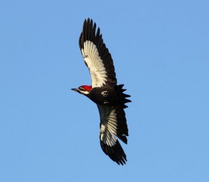Pileated Woodpecker in flight