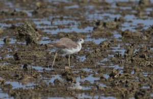 Marsh Sandpiper