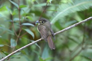 Hairy Back Bulbul