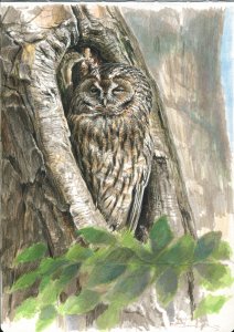 One more Tawny owl study