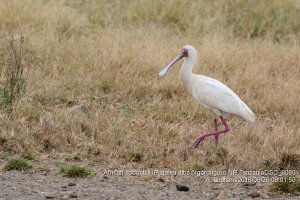 African spoonbill