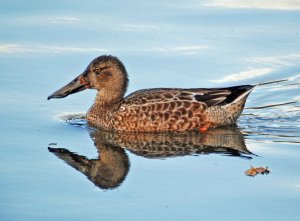 Shoveler - female