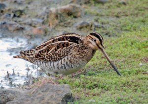 Common Snipe