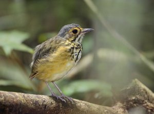 Spotted Antpitta
