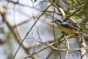 Violet-tailed Sunbird