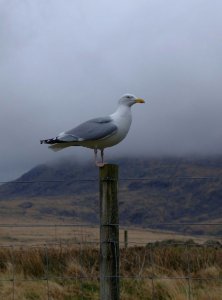 Herring gull