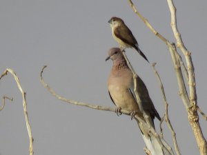 Laughing Dove with Indian Silverbill