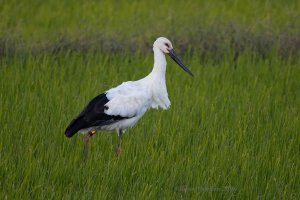 Oriental Stork