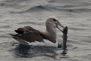 Shy Albatross with fish