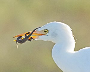 Cattle Egret