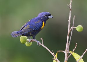 Golden-sided Euphonia immature male