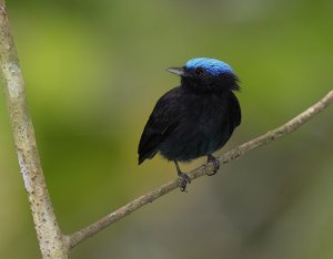 Blue-capped Manakin, male