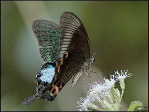 Paris Peacock