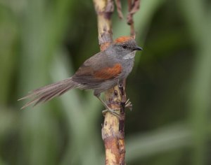 Dark-breasted Spinetail