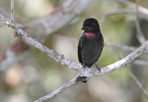 Pink-throated Becard, male