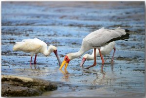 Yellow-billed Stork, African Spoonbill