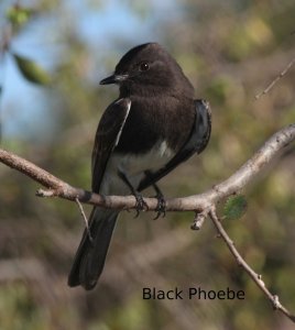 Black Phoebe