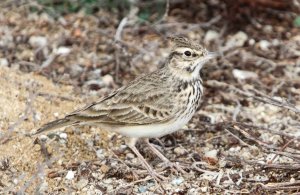 Crested Lark