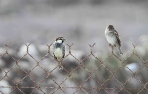 Mr & Mrs Spanish Sparrow!