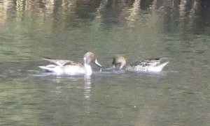 Pintails