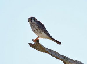 kestrel