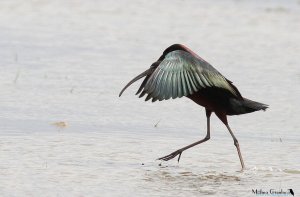 THE BALLET glossy ibis