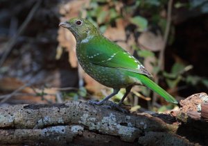 Green Catbird