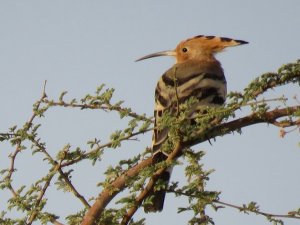 Hoopoe