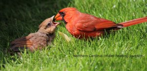 Northern Cardinal feeding JR