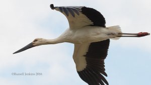 Oriental Stork in flight