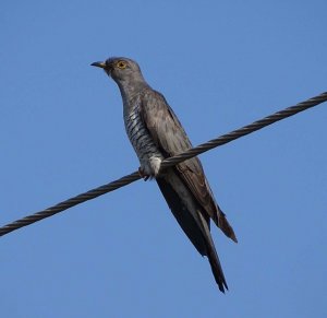 Eurasian Cuckoo Male
